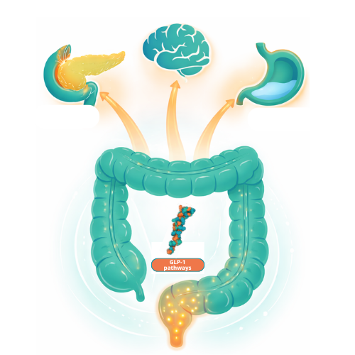 GLP-1 and Microbiota